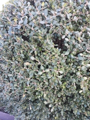 Buxus
