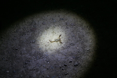 Diplocentrus