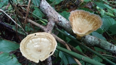 Podoscypha petalodes