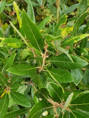 Persea palustris
