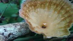 Podoscypha petalodes