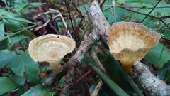 Podoscypha petalodes