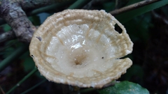 Podoscypha petalodes