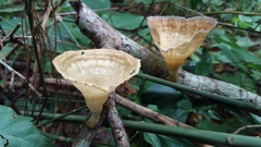 Podoscypha petalodes