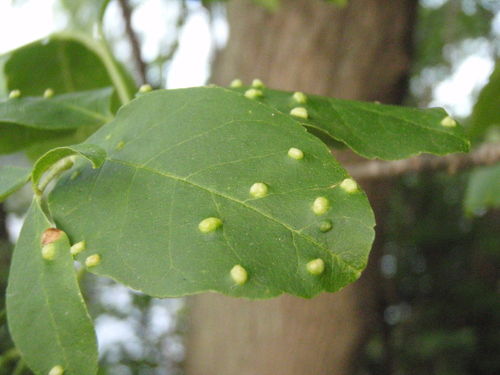 Ash Bead Gall Mite