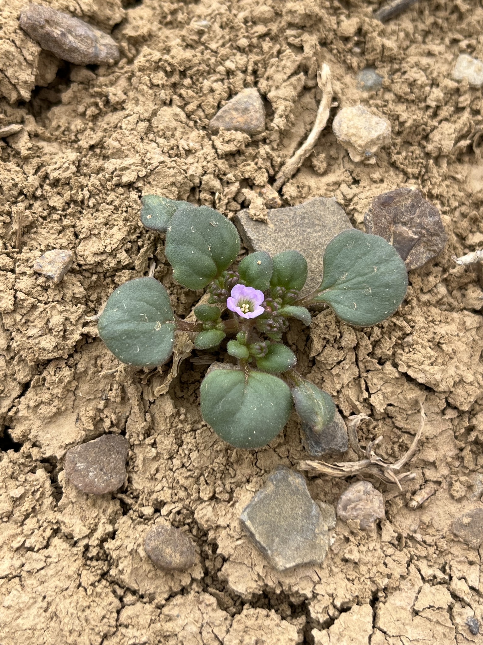 Phacelia demissa var. demissa