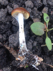 Psilocybe cyanescens