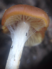 Psilocybe cyanescens
