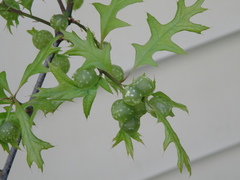 Dryocosmus quercuspalustris
