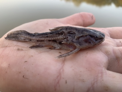 Weddells doornmeerval (Anadoras weddellii) — Doradidae — 5