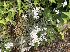 Cerastium tomentosum