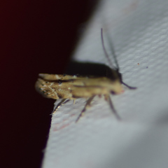 Coleotechnites coniferella
