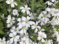 Cerastium tomentosum