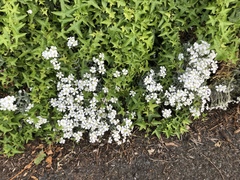 Cerastium tomentosum