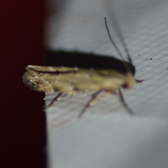 Coleotechnites coniferella