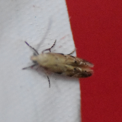 Coleotechnites coniferella