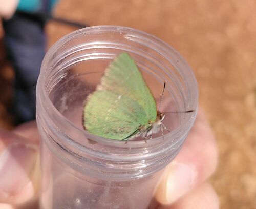 Callophrys avis