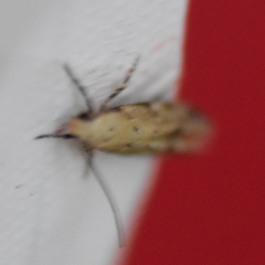 Coleotechnites coniferella