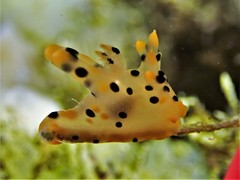 Thecacera