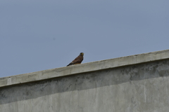 Falco tinnunculus