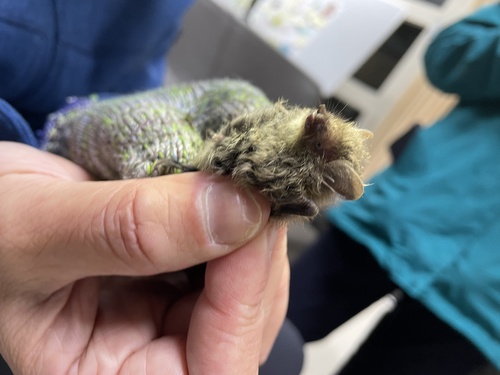 Gracile Tube-nosed Bat (Murina gracilis) — Least Concern Mammalia