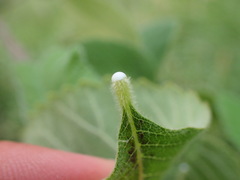 Amphipterygium adstringens