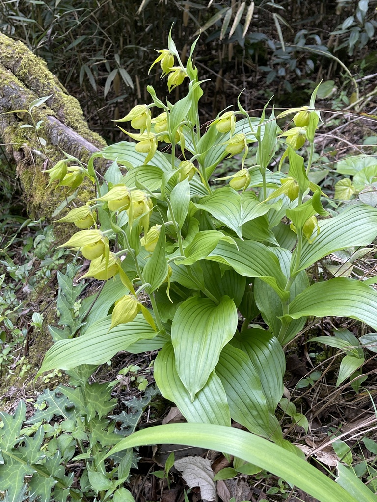 Cypripedium henryi Rolfe