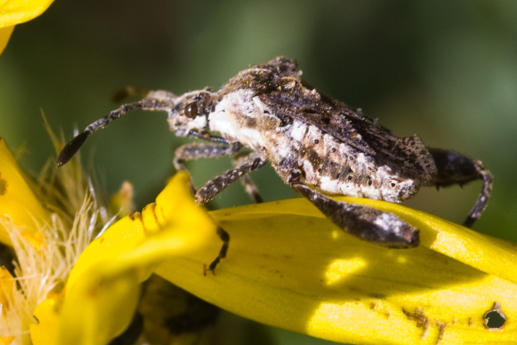 Merocoris typhaeus