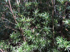 Cyathodes glauca