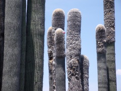 Cephalocereus senilis