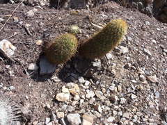 Coryphantha erecta