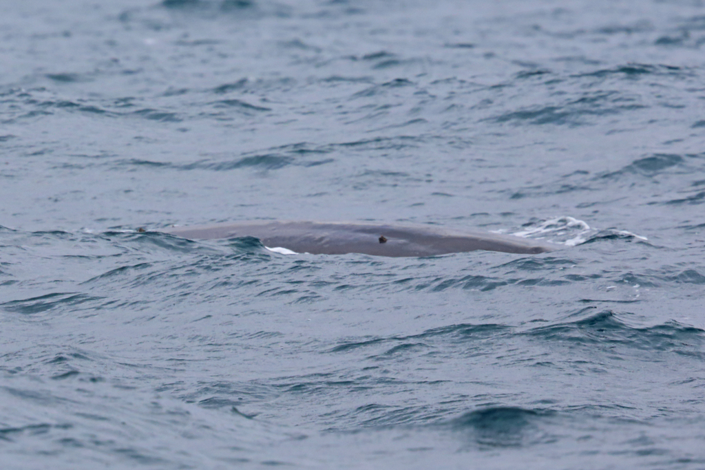 Blue Whale