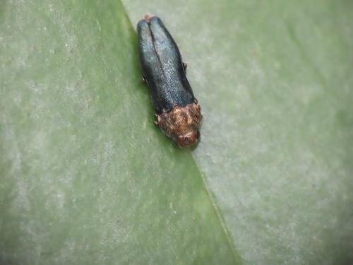 Meliboeus suzukii · iNaturalist