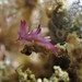 Bermudella purpurata - Photo (c) Tsu Soo Tan, algunos derechos reservados (CC BY-NC), subido por Tsu Soo Tan