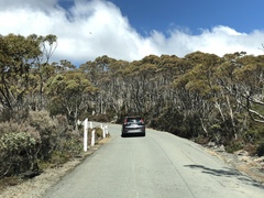 Eucalyptus coccifera