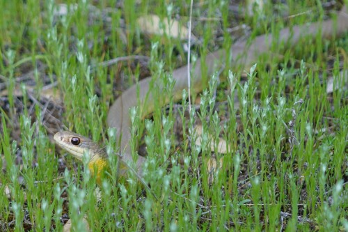 iNaturalist observation photo of Western Yellow-bellied Racer