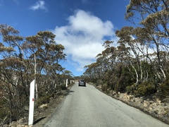 Eucalyptus coccifera