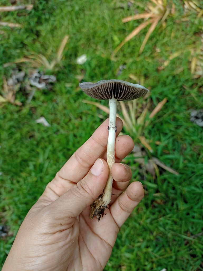 Psilocybe cubensis · April 2023 · photo: © biomartita (iNaturalist, cc-by)