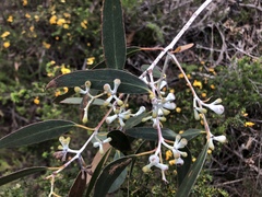 Eucalyptus tenuiramis
