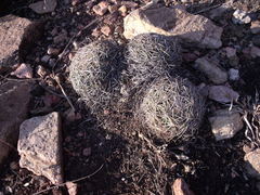 Coryphantha radians