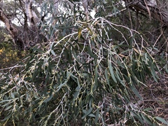 Eucalyptus tenuiramis