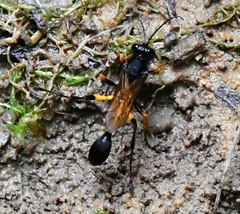 Sceliphron javanum