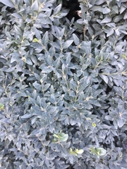 Buxus