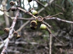 Eucalyptus tenuiramis