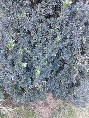 Buxus