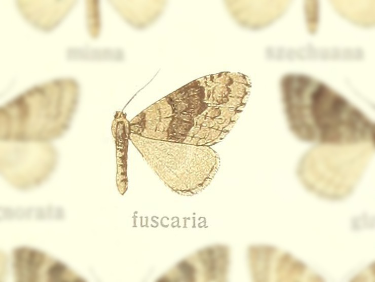 Rheumaptera fuscaria