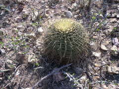 Ferocactus histrix