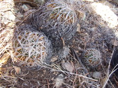 Echinofossulocactus arrigens