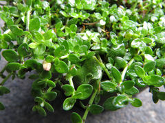 Tetrachondra hamiltonii