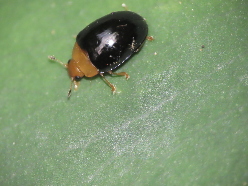 Triplax hurusyoi